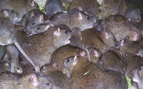 Vitesse de multiplication et prolifration des souris et des rats