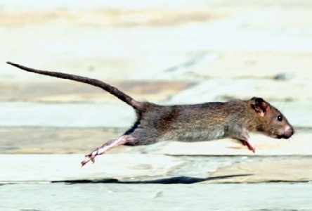 Comment faire fuir les rats et les souris sans les tuer? - SOS