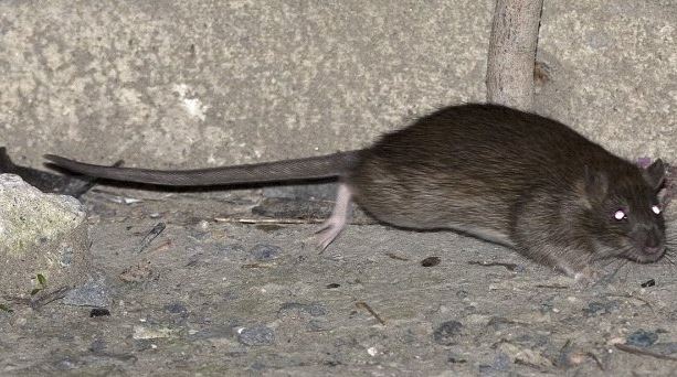 Faut-il éradiquer complètement les rats?