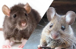 Rat ou Souris? Comment faire la différence?