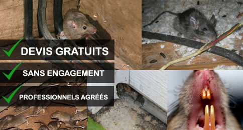 Lutter contre les rongeurs : rats, souris, taupes…